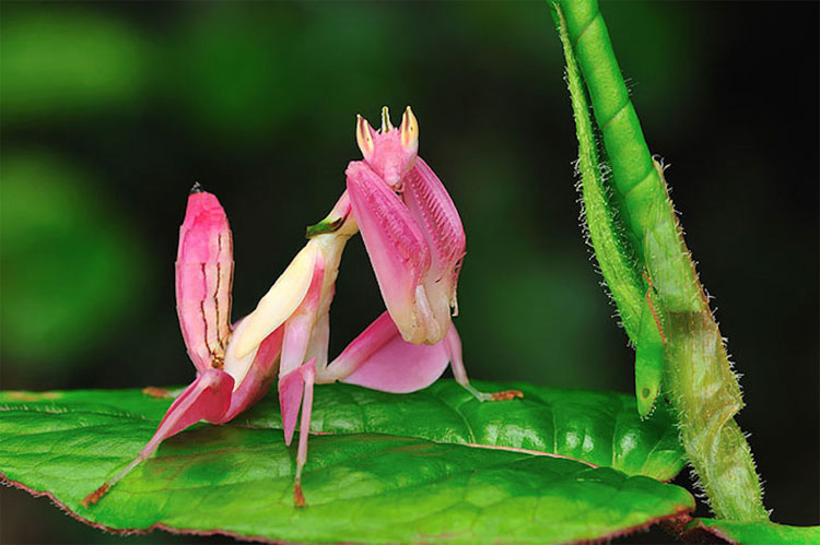 20 animales con colores INESPERADOS (y que NUNCA los imaginarías así)