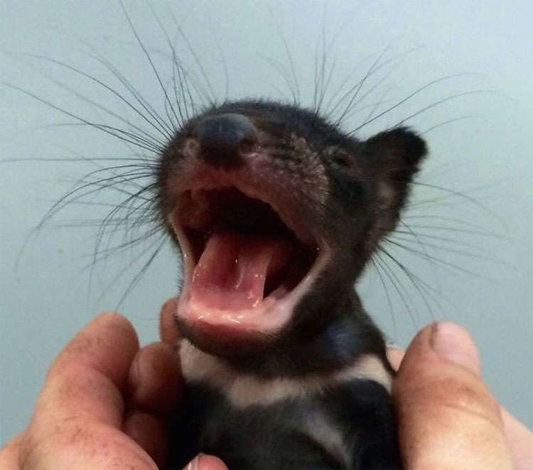 25 animales que caben en la palma de tu mano. ¡La #17 es increíblemente tierna!