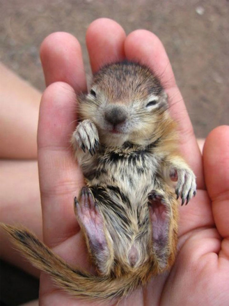 25 animales que caben en la palma de tu mano. ¡La #17 es increíblemente tierna!