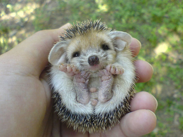 25 animales que caben en la palma de tu mano. ¡La #17 es increíblemente tierna!