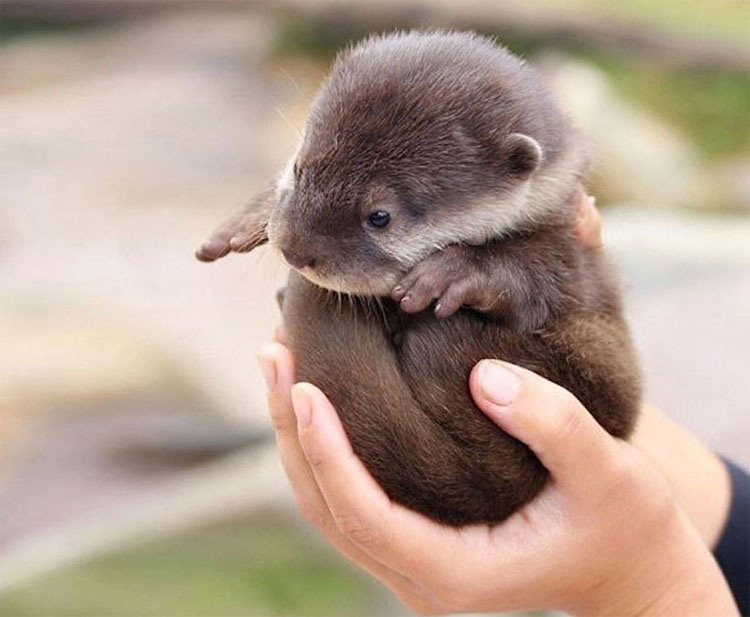 25 animales que caben en la palma de tu mano. ¡La #17 es increíblemente tierna!