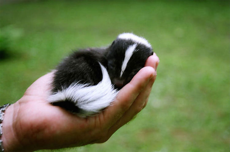 25 animales que caben en la palma de tu mano. ¡La #17 es increíblemente tierna!