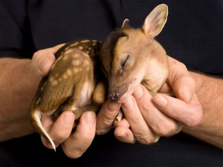 25 animales que caben en la palma de tu mano. ¡La #17 es increíblemente tierna!