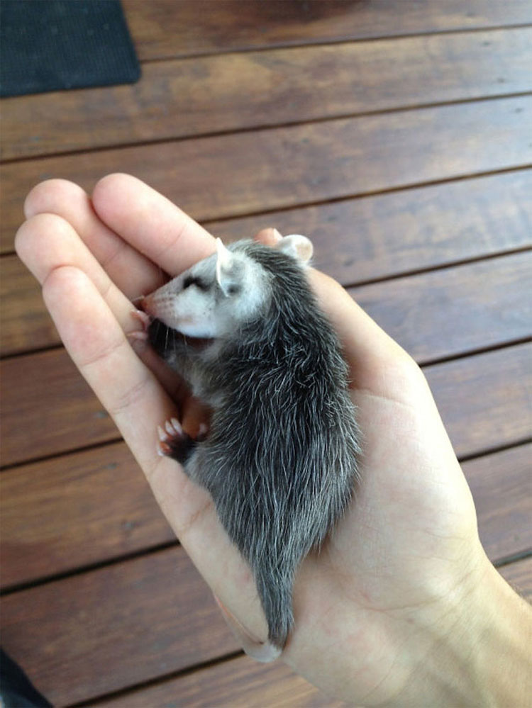 25 animales que caben en la palma de tu mano. ¡La #17 es increíblemente tierna!