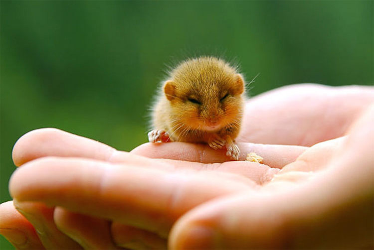 25 animales que caben en la palma de tu mano. ¡La #17 es increíblemente tierna!