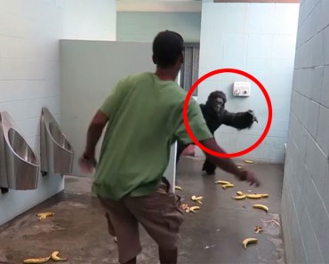 ¿Qué pasaría si entras a un baño público y te encuentras con un gorila? Pues ÉSTO...