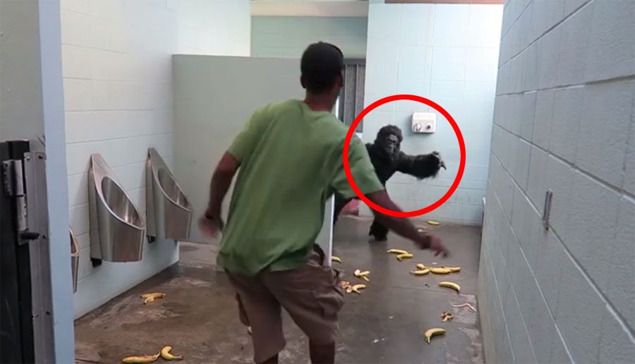 ¿Qué pasaría si entras a un baño público y te encuentras con un gorila? Pues ÉSTO...