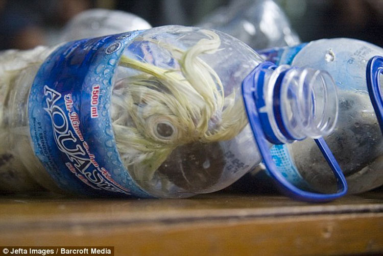 CRUELDAD de contrabandistas: rescatan a cacatúas que estaban EMBOTELLADAS en botellas de plástico