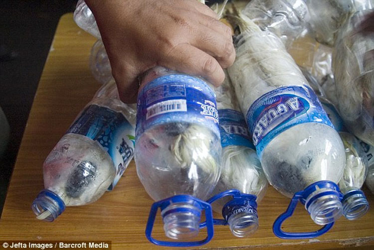 CRUELDAD de contrabandistas: rescatan a cacatúas que estaban EMBOTELLADAS en botellas de plástico