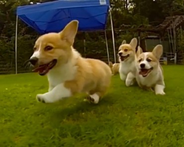 Estos cachorros de corgi filmados a cámara super lenta te abrumarán con su gracia y ternura