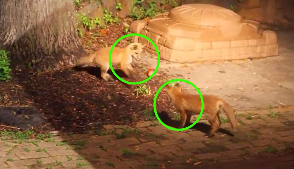 Esta RARA grabación de cachorros de zorro jugando como si fueran perros está sorprendiendo al mundo