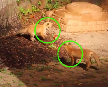 Esta RARA grabación de cachorros de zorro jugando como si fueran perros está sorprendiendo al mundo