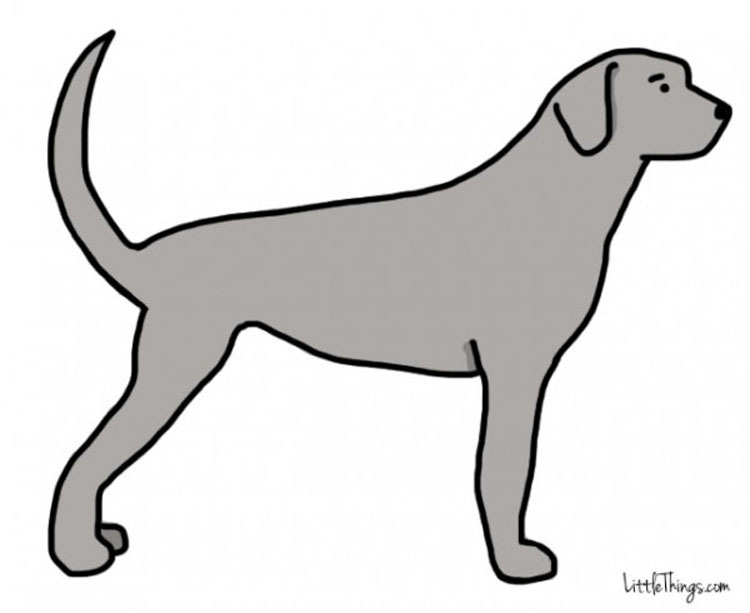 La cola de tu perro revela información secreta. ¡Aprende lo que ESTÁ diciendo!