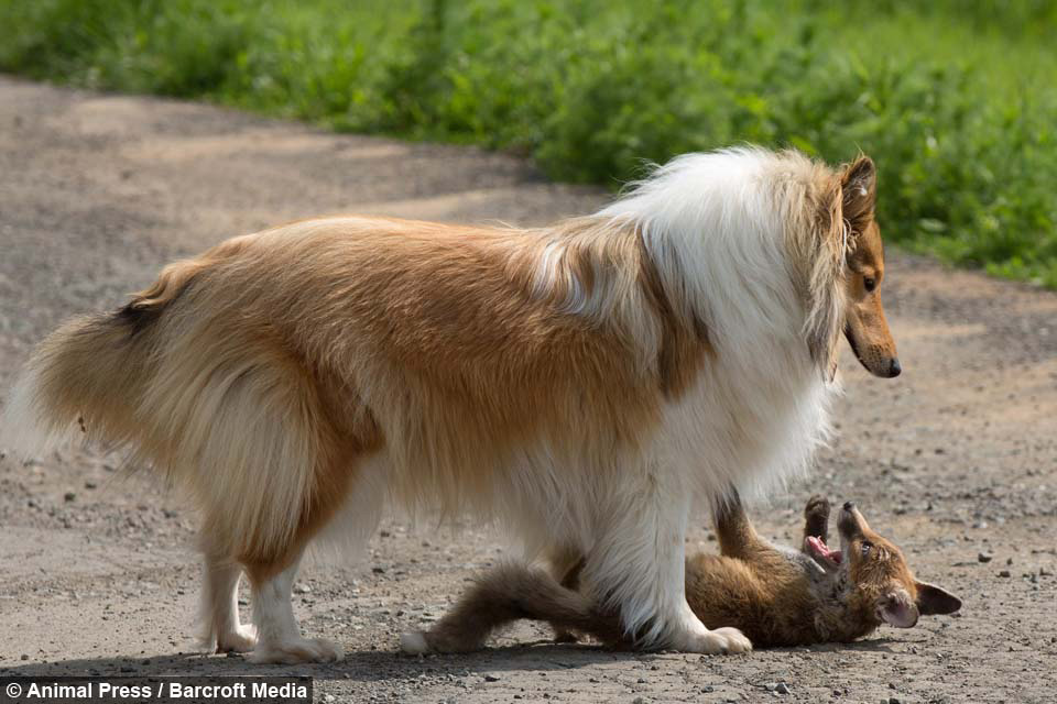 Esta Collie adopta a un adorable cachorrito de zorro huérfano. Esta es su historia