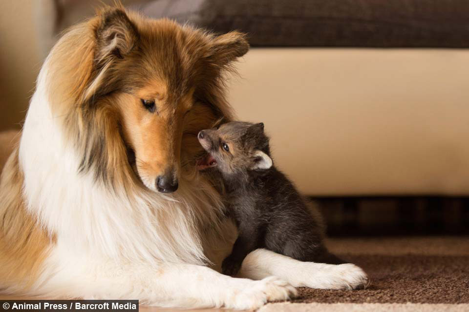 Esta Collie adopta a un adorable cachorrito de zorro huérfano. Esta es su historia