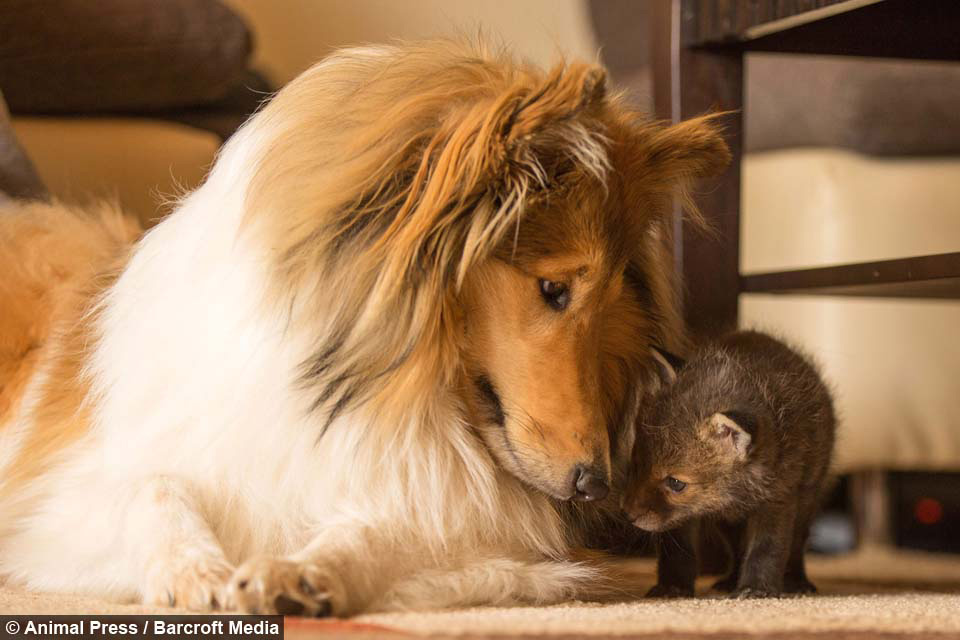 Esta Collie adopta a un adorable cachorrito de zorro huérfano. Esta es su historia