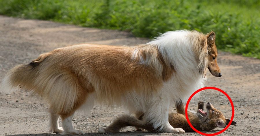 Esta Collie adopta a un adorable cachorrito de zorro huérfano. Esta es su historia
