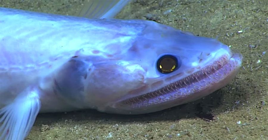 Los científicos capturan ESTAS imágenes increíbles de extrañas criaturas de las profundidades