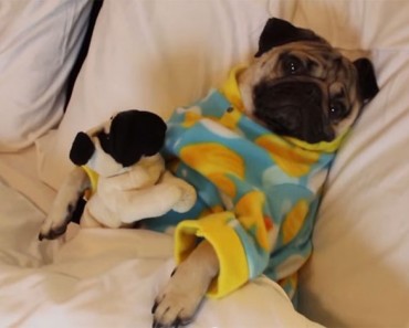 Este pug se está preparando para la hora de dormir. Ahora mire lo ADORABLE que es al hacer ESTO...