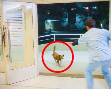 Este perro siguió a su dueño al hospital. Lo que sucede después es DESGARRADOR 9 Este perro siguió a su dueño al hospital. Lo que sucede después es DESGARRADOR