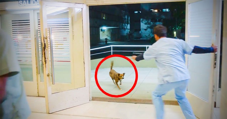 Este perro siguió a su dueño al hospital. Lo que sucede después es DESGARRADOR