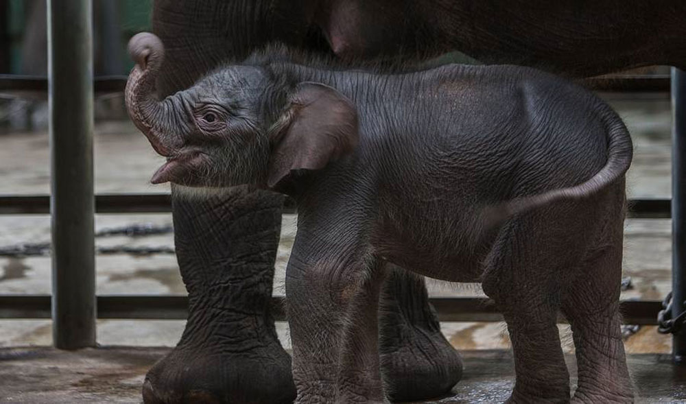 10 animales magníficos que lo más probable es que verás como se EXTINGUEN durante tu vida