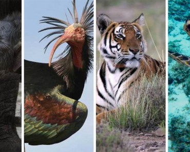 10 animales magníficos que lo más probable es que verás como se EXTINGUEN durante tu vida