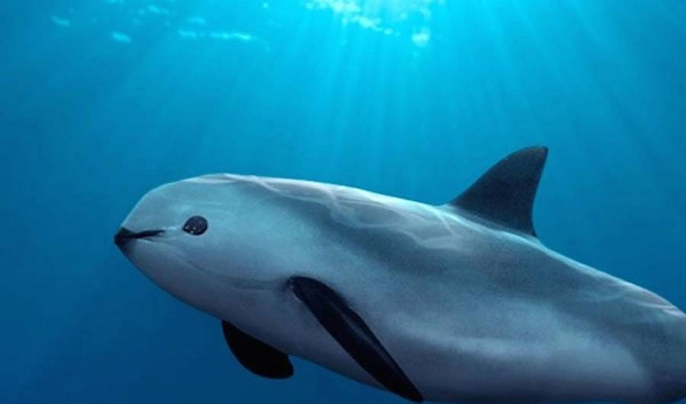 10 animales magníficos que lo más probable es que verás como se EXTINGUEN durante tu vida