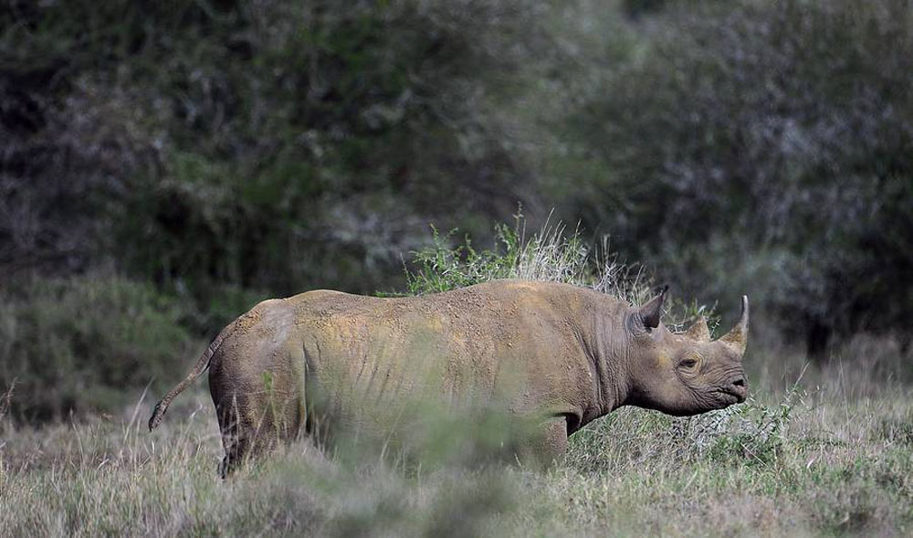 10 animales magníficos que lo más probable es que verás como se EXTINGUEN durante tu vida