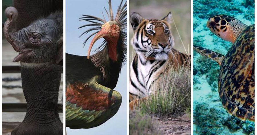 10 animales magníficos que lo más probable es que verás como se EXTINGUEN durante tu vida