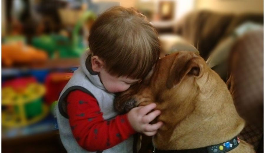 12 Frases inspiradoras que todo amante de los perros debe saber