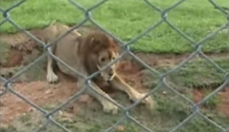 Este león liberado de un circo DESPUÉS DE 13 AÑOS siente la tierra bajo sus patas por primera vez