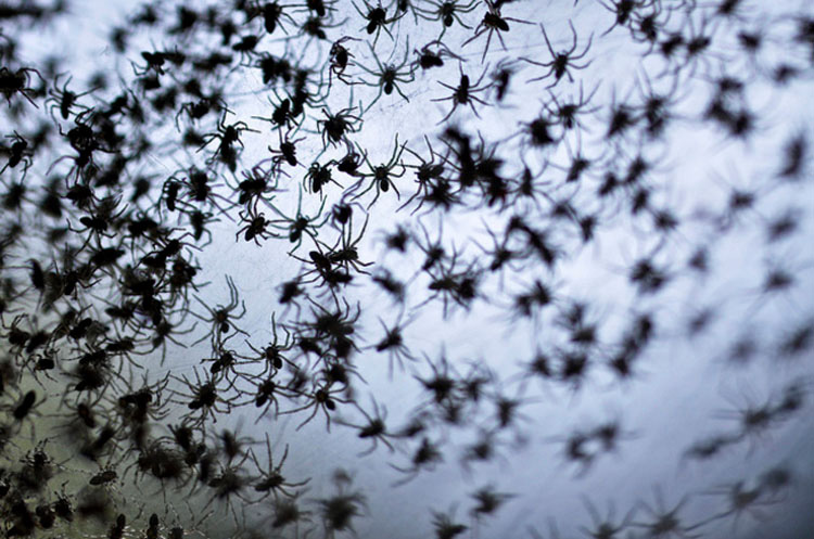 Millones de arañas han estado cayendo del cielo en Australia. ¿TE IMAGINAS?