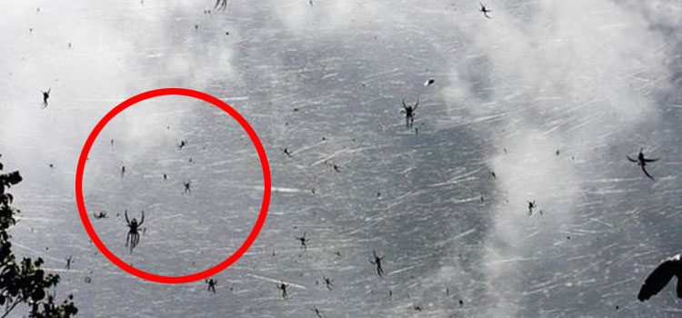 Millones de arañas han estado cayendo del cielo en Australia. ¿TE IMAGINAS?