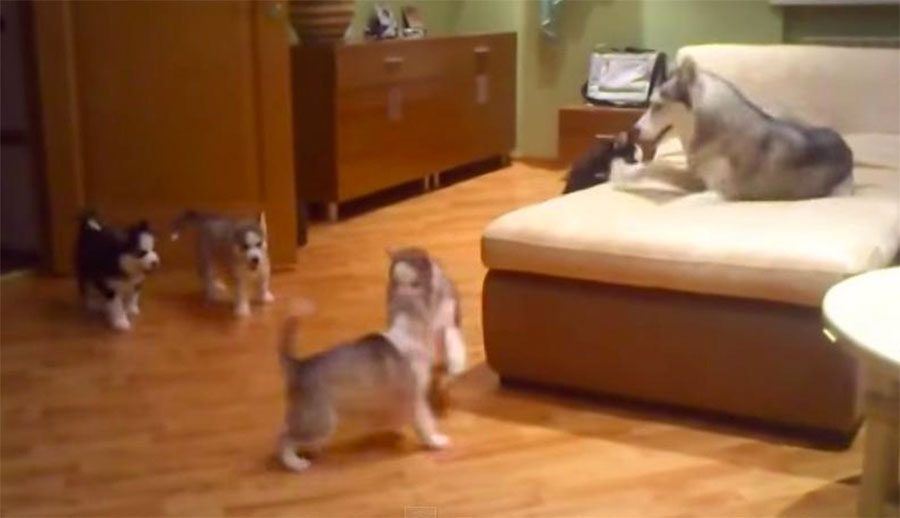 Una hermosa mamá husky enseña a sus 7 perritos cómo jugar. ¡El vídeo MÁS ADORABLE del año!