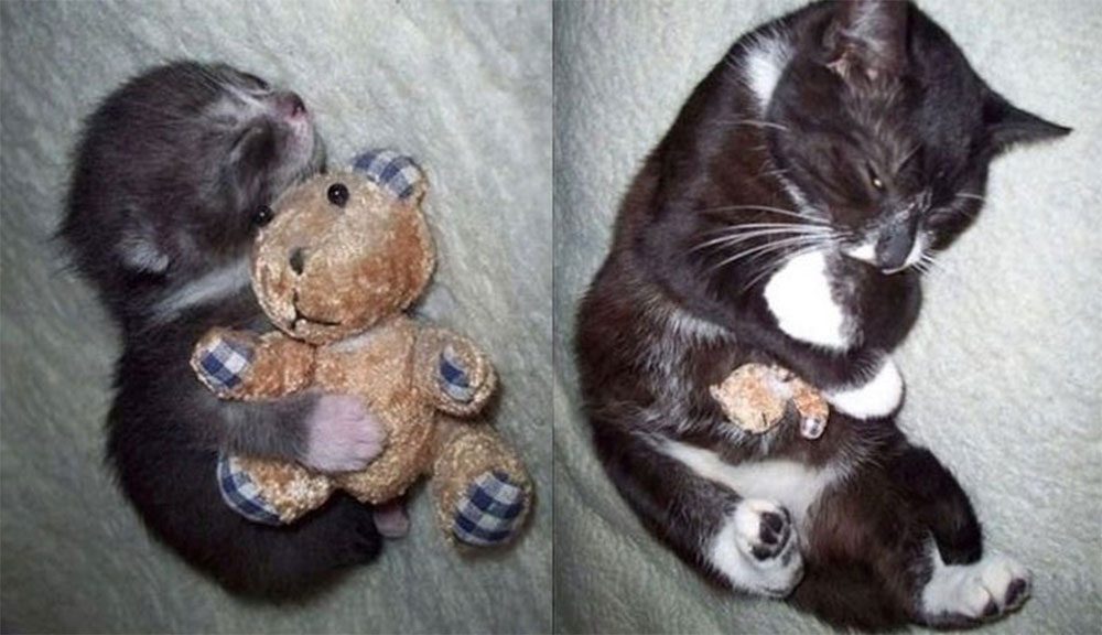 23 mascotas que siguen enamoradas de su primer juguete. ¡Qué tierna la #14!