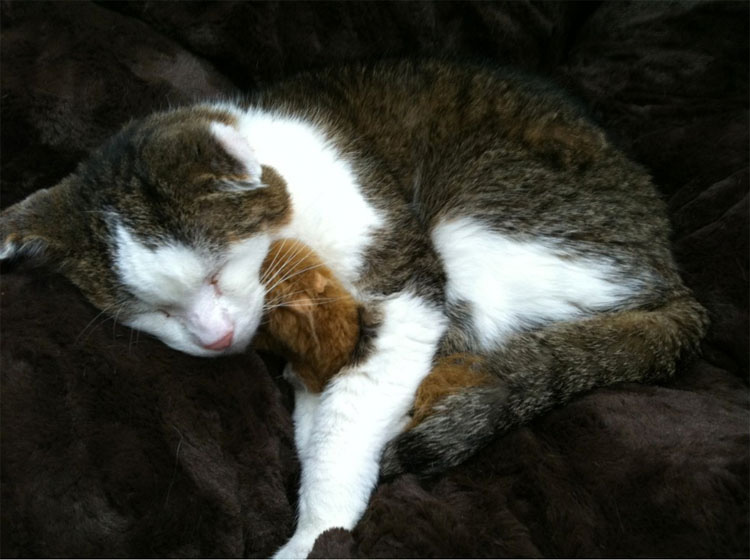 23 mascotas que siguen enamoradas de su primer juguete. ¡Qué tierna la #14!