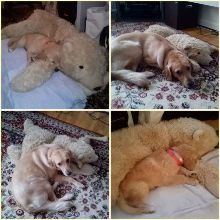 23 mascotas que siguen enamoradas de su primer juguete. ¡Qué tierna la #14!