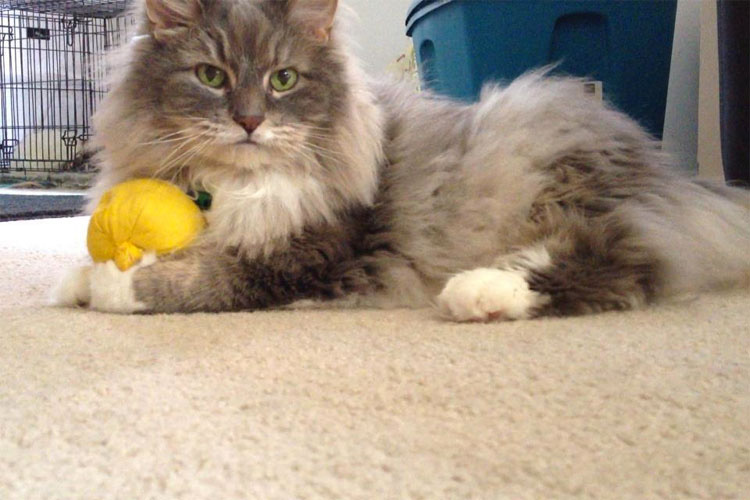 23 mascotas que siguen enamoradas de su primer juguete. ¡Qué tierna la #14!