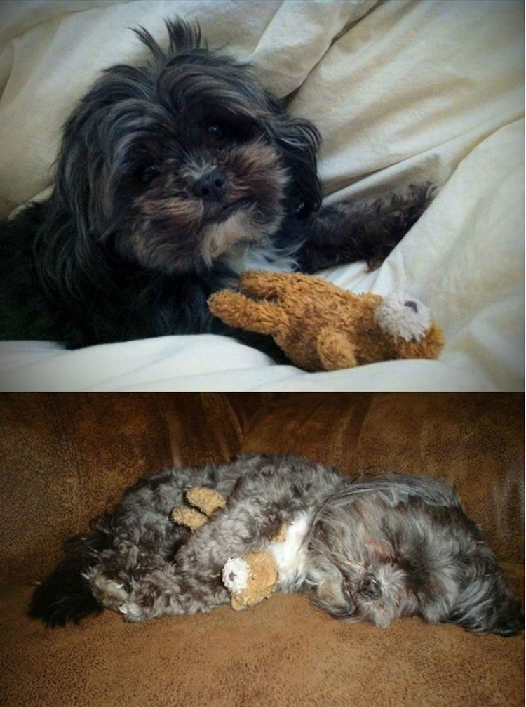 23 mascotas que siguen enamoradas de su primer juguete. ¡Qué tierna la #14!