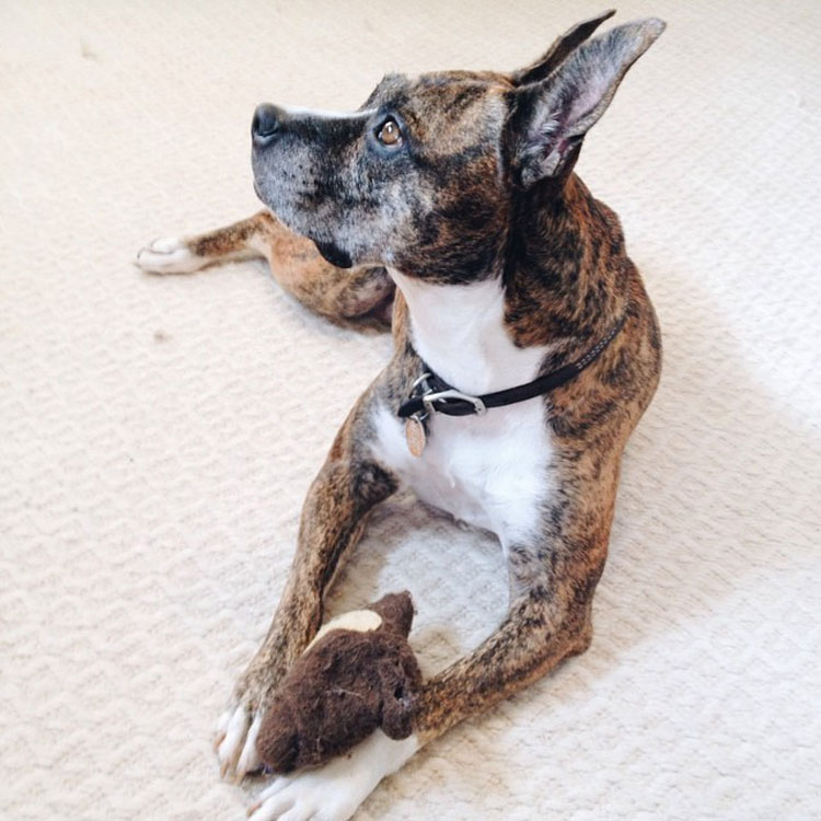 23 mascotas que siguen enamoradas de su primer juguete. ¡Qué tierna la #14!