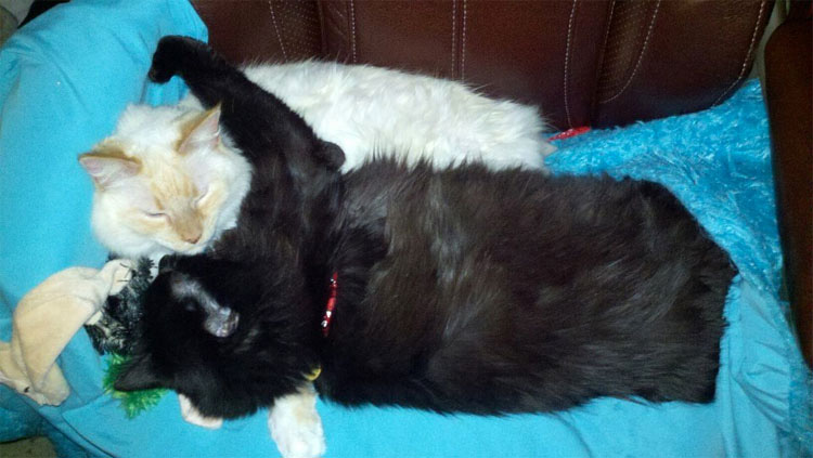 23 mascotas que siguen enamoradas de su primer juguete. ¡Qué tierna la #14!