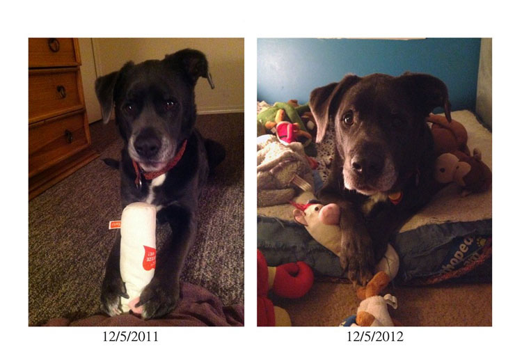 23 mascotas que siguen enamoradas de su primer juguete. ¡Qué tierna la #14!