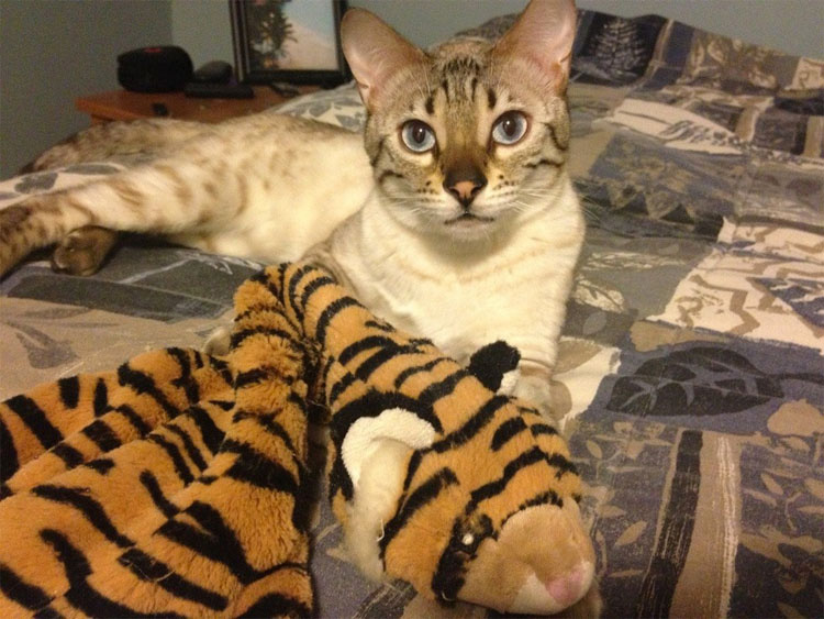 23 mascotas que siguen enamoradas de su primer juguete. ¡Qué tierna la #14!