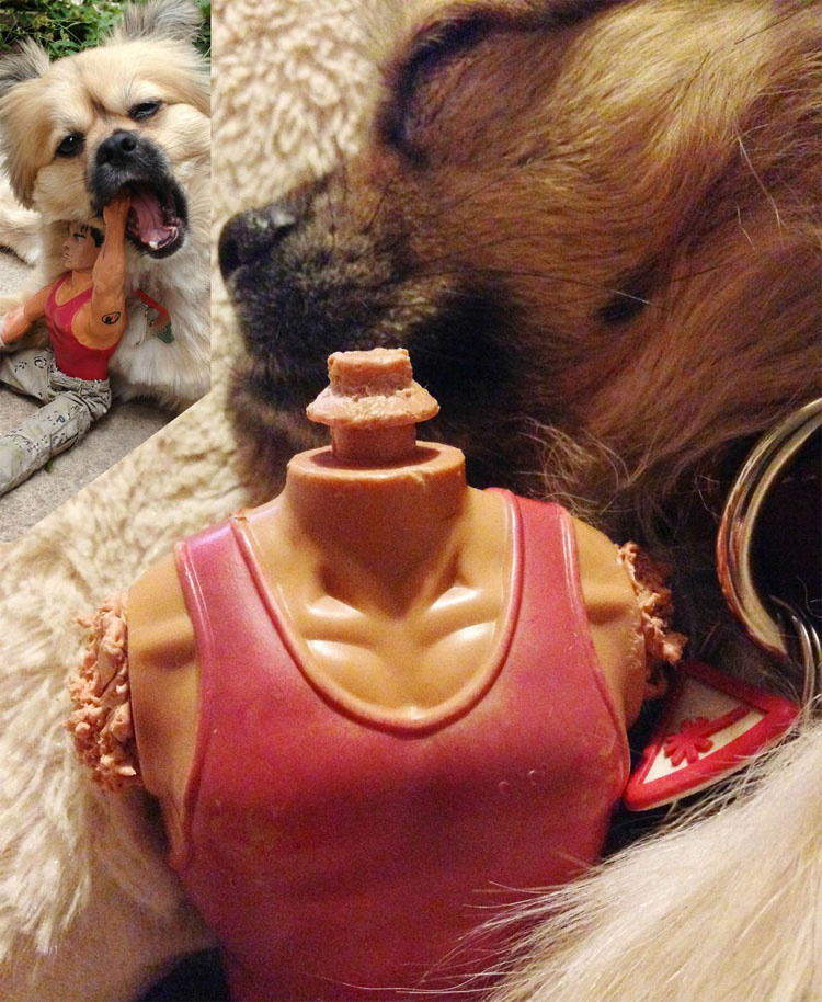 23 mascotas que siguen enamoradas de su primer juguete. ¡Qué tierna la #14!