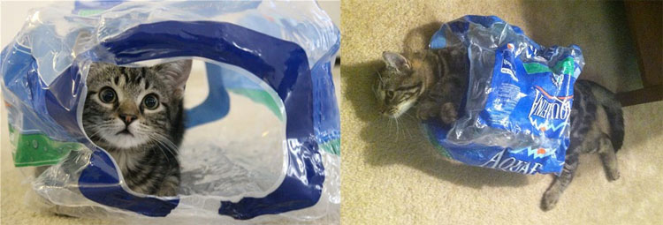 23 mascotas que siguen enamoradas de su primer juguete. ¡Qué tierna la #14!