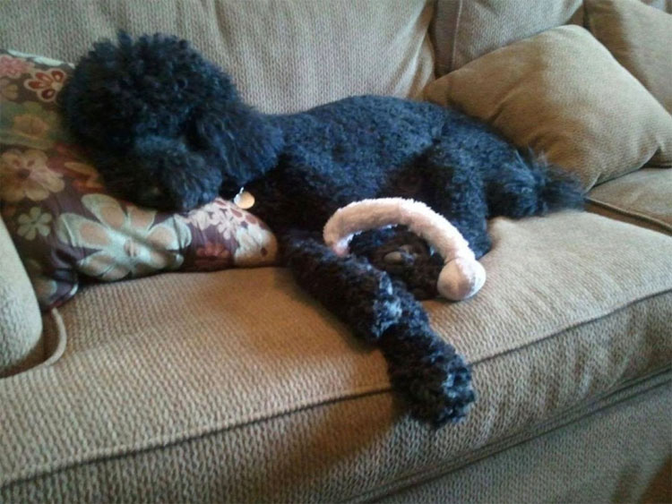 23 mascotas que siguen enamoradas de su primer juguete. ¡Qué tierna la #14!