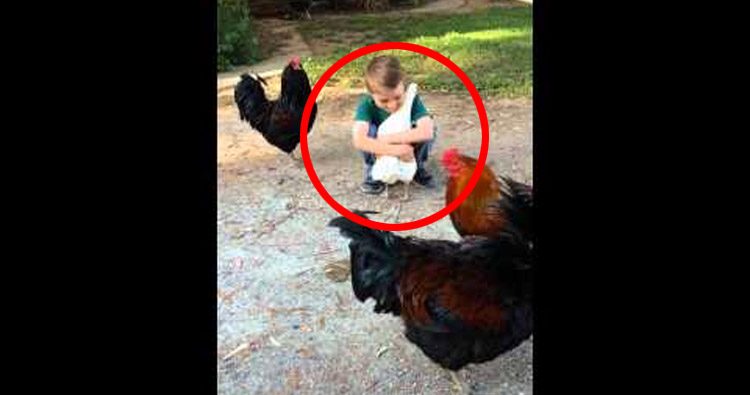 El vídeo del niño y la gallina que ENTERNECE a Internet