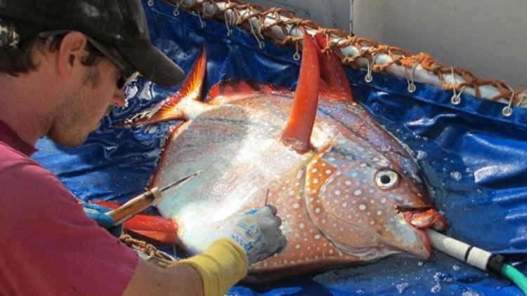 Científicos descubren SORPRENDIDOS el primer pez de sangre caliente del mundo