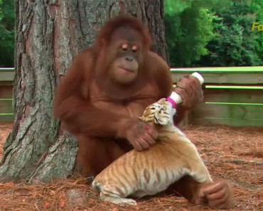 Este orangutan vio como los cuidadores se ocupan de los cachorros de tigre y ¡AHORA ÉL ES EL CUIDADOR!